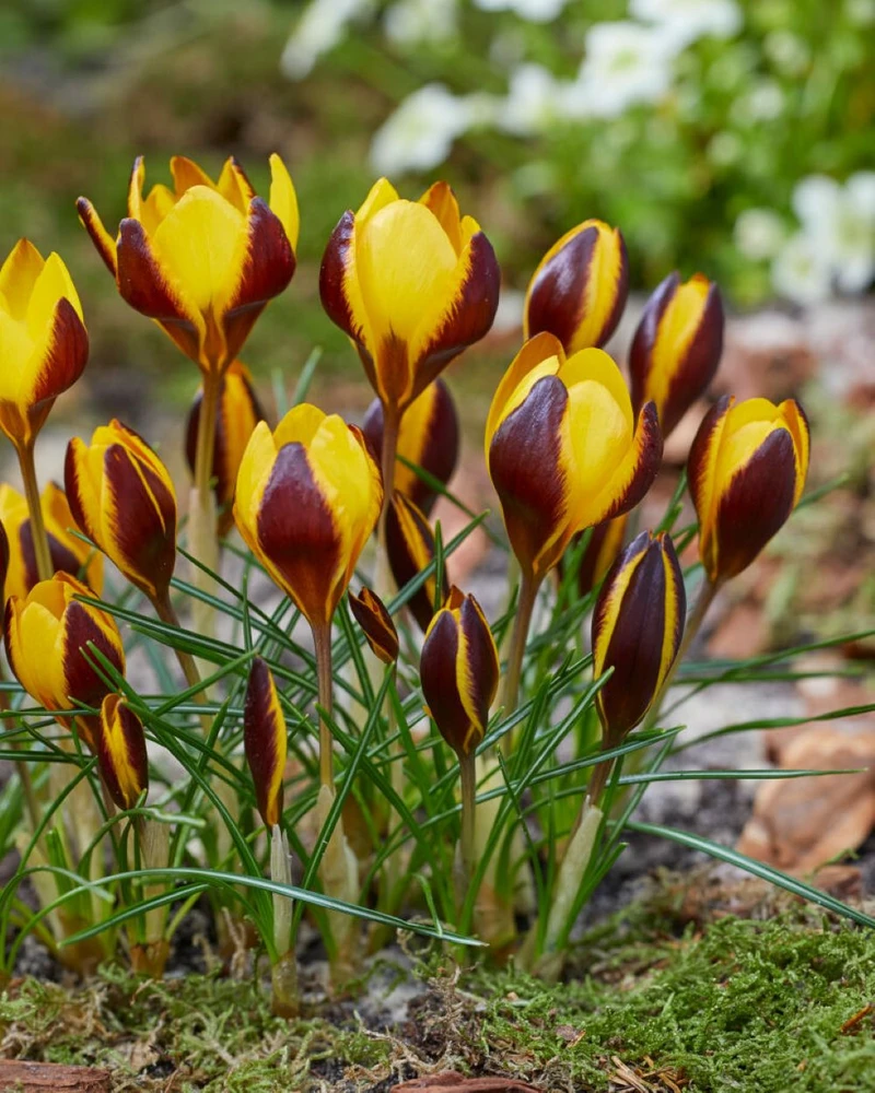 Queen Bee Specie Snow Crocus - 5/+ cm Bulbs -10 Bulbs