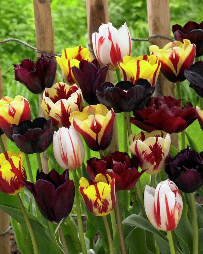 Mystic Fantasy Tulip - Inspiration Blend - 10 Bulbs - 12/+ cm Bulbs
