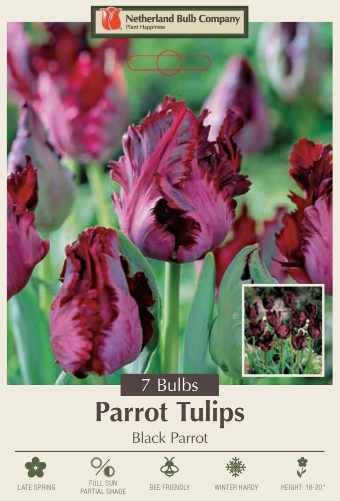 Black Parrot Tulip - Exotic Black Cherry Color - 7 bulbs - 12/+ cm Bulbs