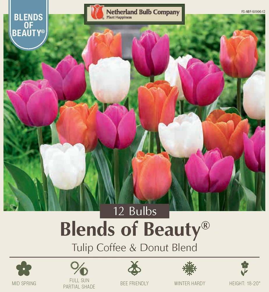 Coffee and Donut Blends of Beauty Tulip Mix - 12 Bulbs - 12/+ cm Bulbs