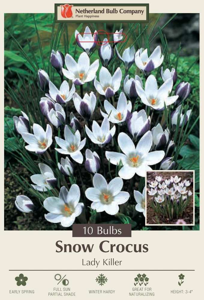 Lady Killer Snow Crocus - Very Hardy - Perennial - 10 Bulbs - 5/+ cm Bulbs