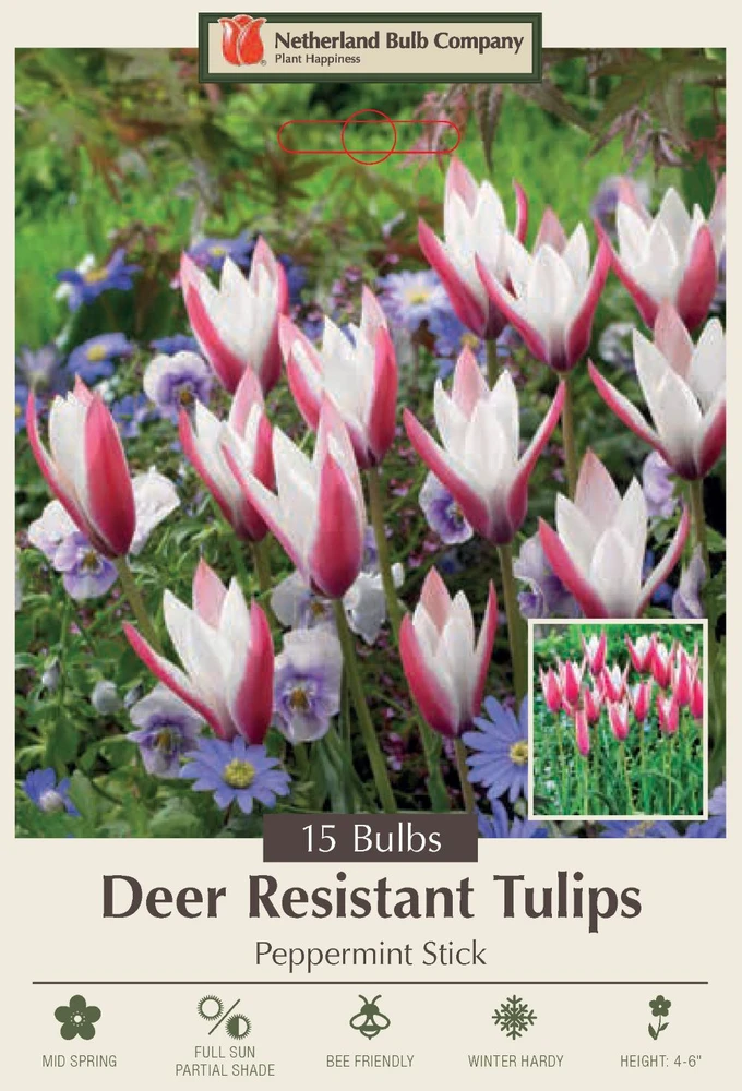 Peppermint Stick Candlestick Tulip 15 Bulbs - Pink & White - 6/+ cm Bulbs