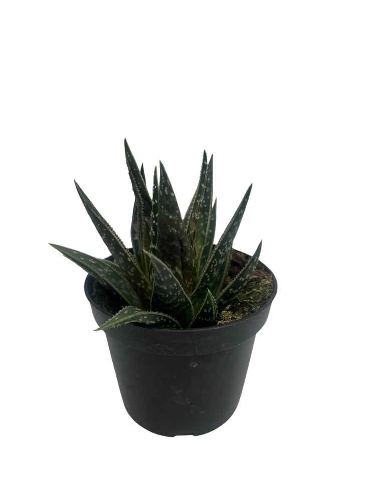 Tiki Tahi Lace Aloe Haworthia - Succulent Plant - 4" Pot - Low Maintenance