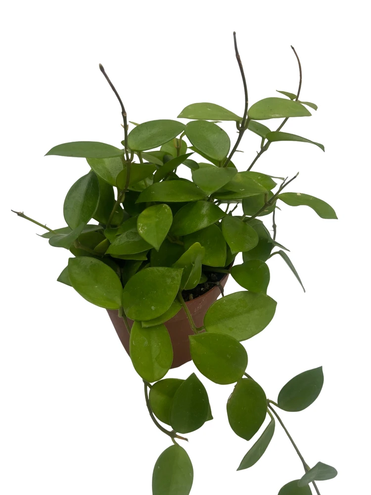 Chouke Hoya - Hoya carnosa x serpens - Vining Houseplant - 4" Pot