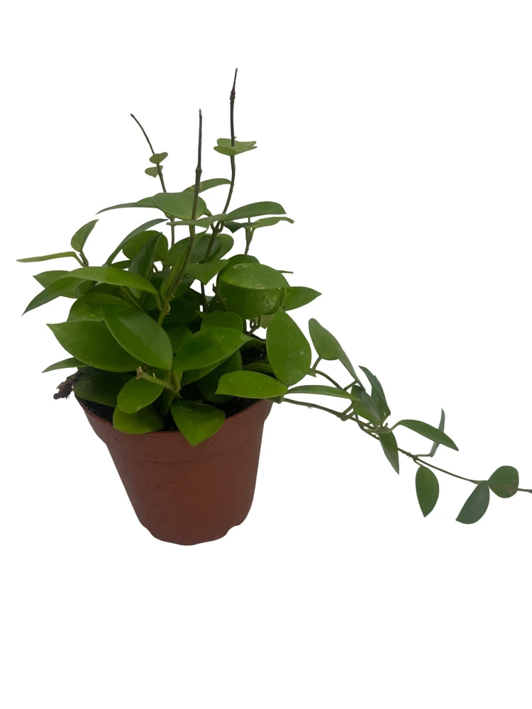 Chouke Hoya - Hoya carnosa x serpens - Vining Houseplant - 4" Pot