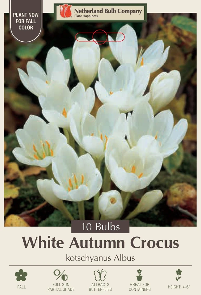 White Autumn Crocus - kotschyanus Albus - 10 Bulbs - 6/+ cm Bulbs