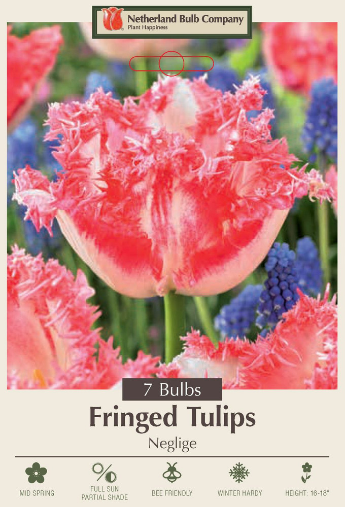 Neglige Fringed Tulips - 7 Bulbs - 12/+ cm Bulbs