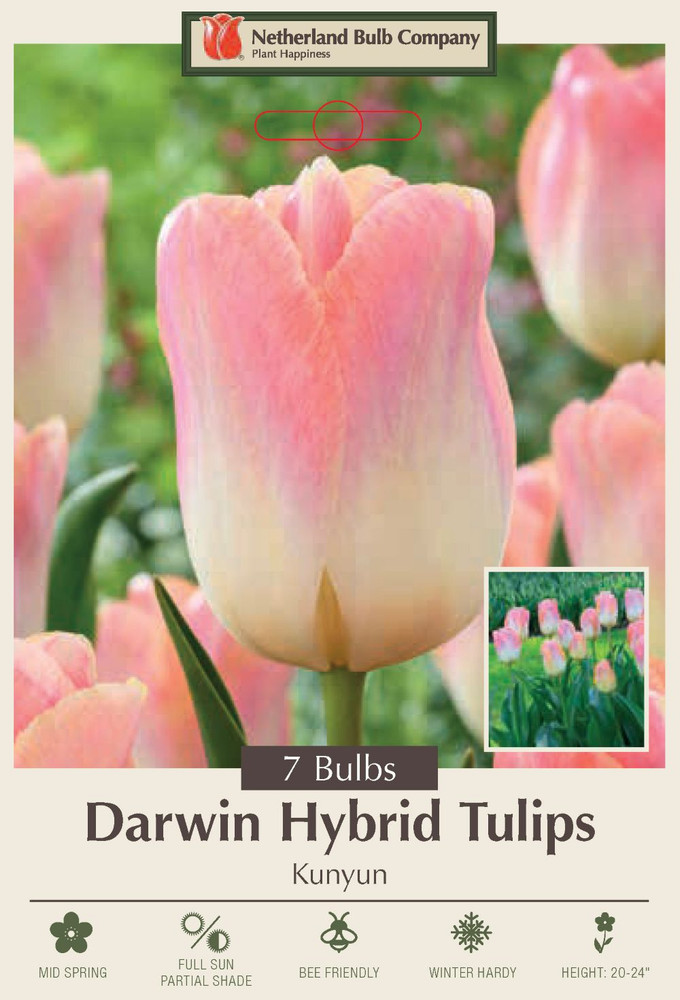 Kunyun Tulip - Darwin Hybrid - 12/+ cm Bulbs -  7 Bulbs