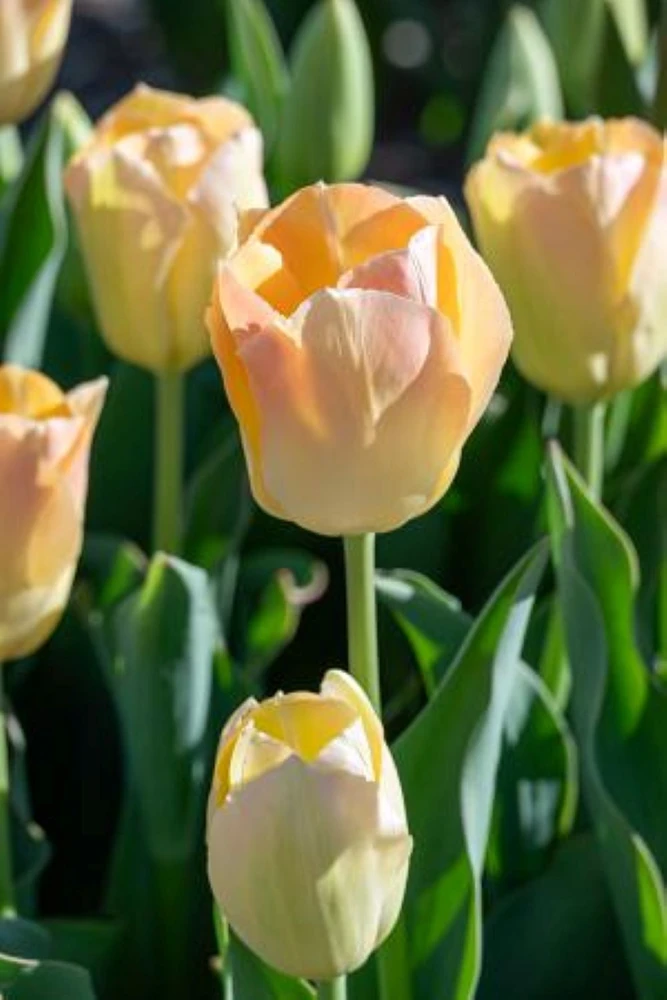 Jade Maiden Tulip - Darwin Hybrid - 7 Bulbs - 12/+ cm Bulbs