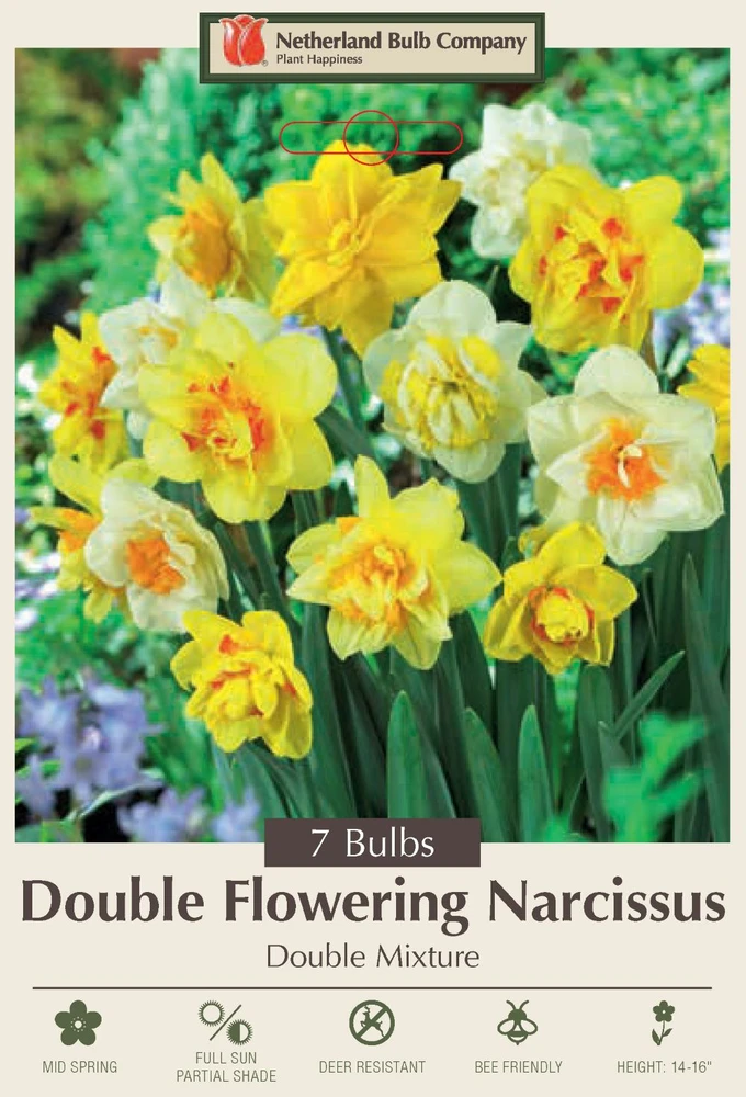 Double Flowering Narcissus - 7 Bulbs - Double Mixture  - 14/16 cm Bulbs