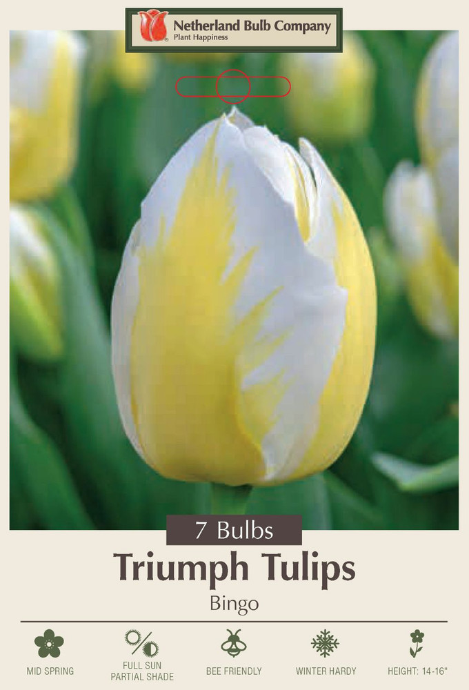 Bingo Triumph Tulip - 7 Bulbs - 12/+ cm Bulbs