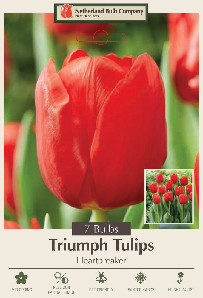 Heartbreaker Triumph Tulip - 7 Bulbs - 12/+ cm Bulbs