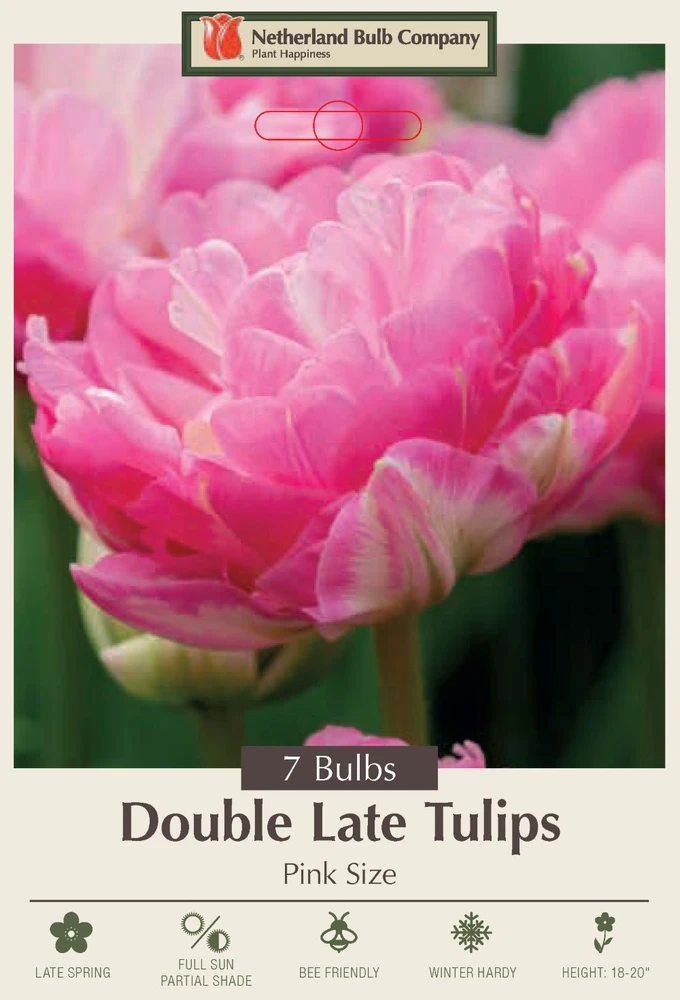 Pink Size Double Late Tulip - 7 Bulbs - 12/+ cm Bulbs