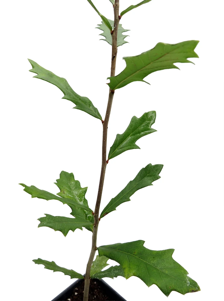 Southern Live Oak- Quercus Virginiana - 4" Pot