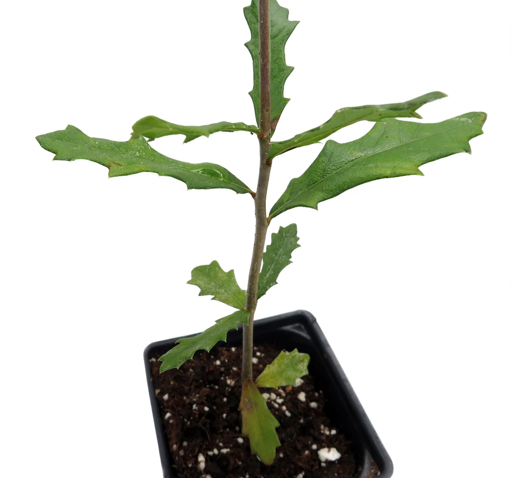Southern Live Oak- Quercus Virginiana - 4" Pot