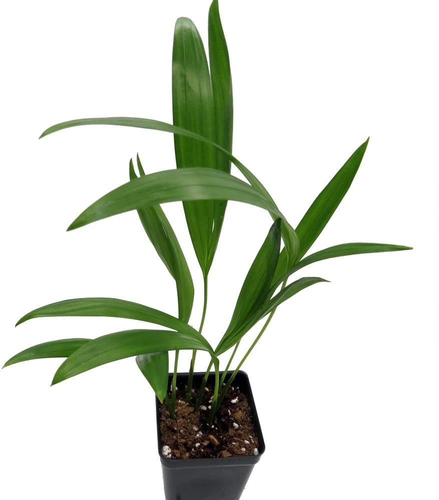 Areca Butterfly Palm - Chrysalidocarpus lutescens - Easy House Plant - 2.5" Pot