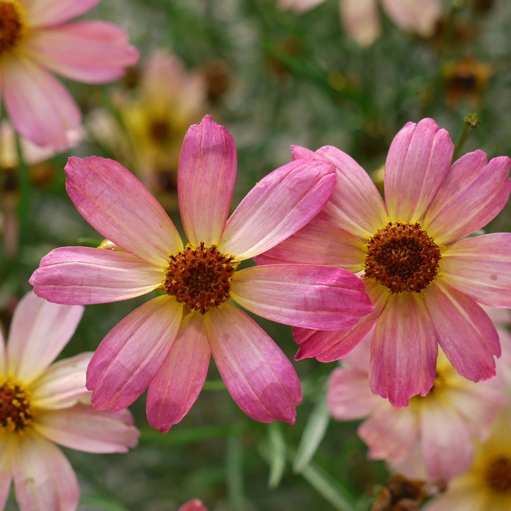 Shades of Rose Coreopsis Plant - Tickseed - Perennial - Quart Pot