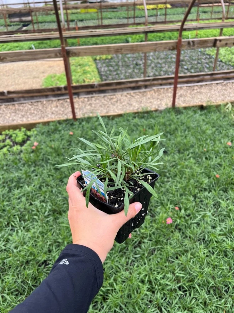 Shades of Rose Coreopsis Plant - Tickseed - Perennial - Quart Pot