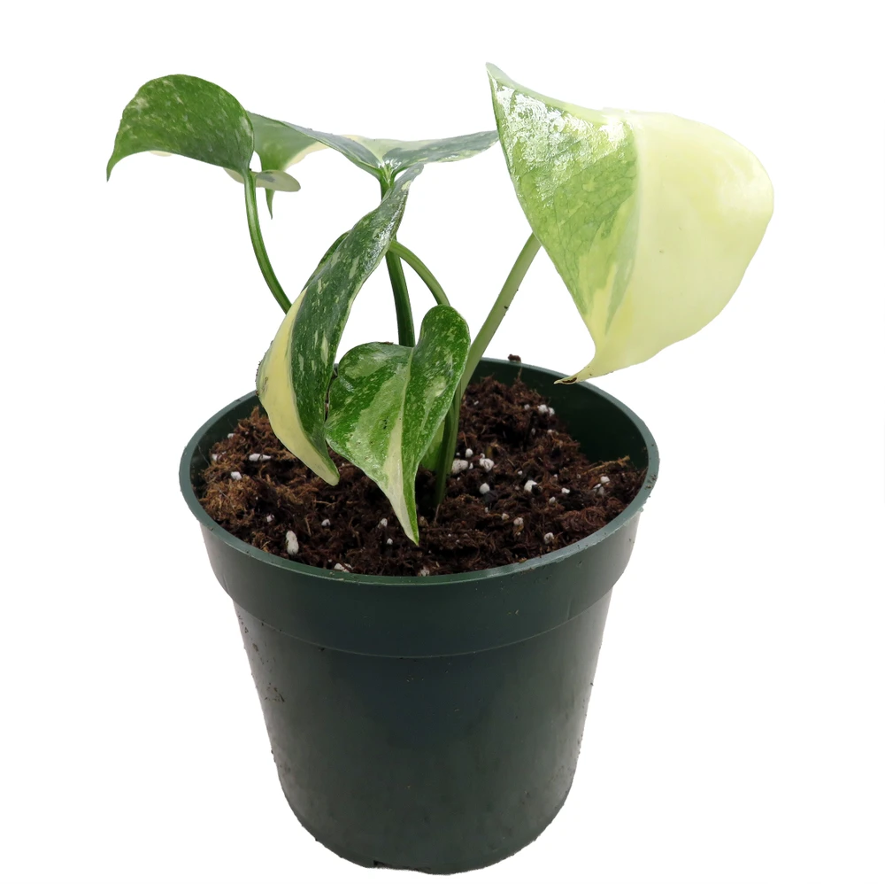 Rare Green Snow Monstera- 4" Pot