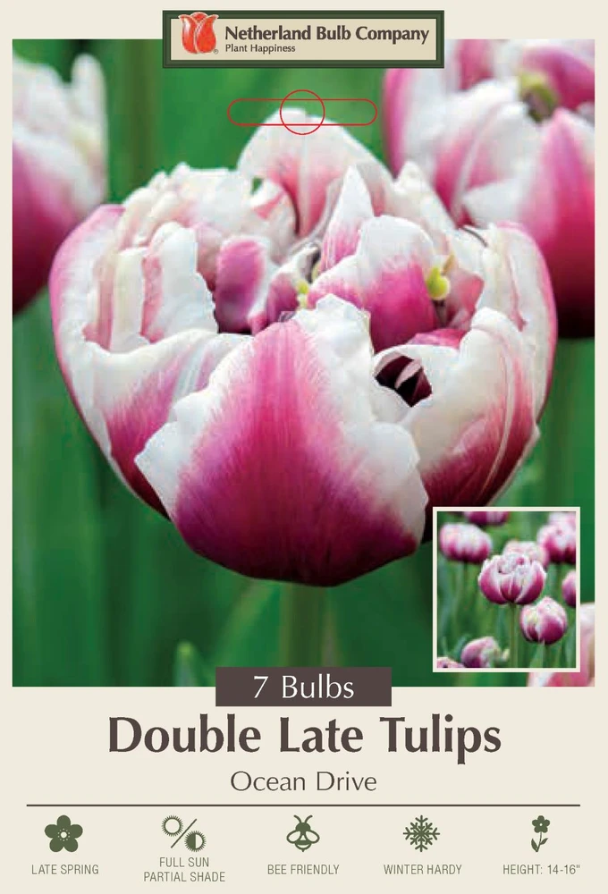 Ocean Drive Double Late Tulip - 7 Bulbs - 12/+ cm Bulbs