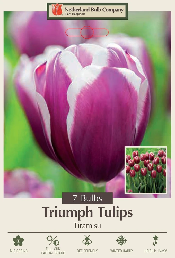 Tiramisu Triumph Tulip - 7 Bulbs - 12/+ cm Bulbs