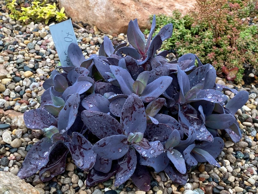 SuperSparkler Blue Ox Sedum - Succulent Plant - 2.5" Pot