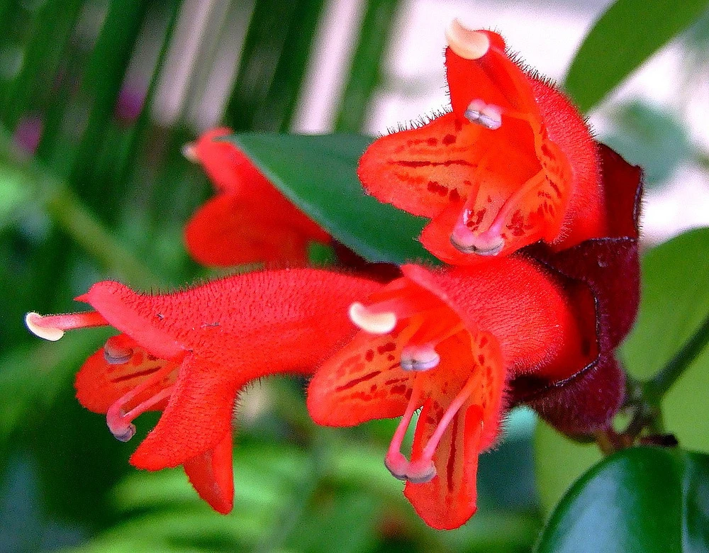 Variagated Lipstick Plant - 6" Hanging Pot - Aeschynanthus lobbianus