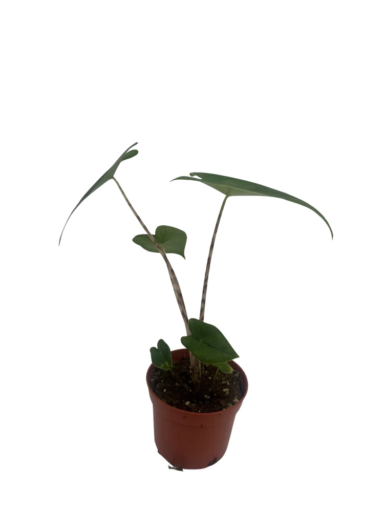 Zebrina Elephant Ear Plant - Alocasia - 2.5" Pot - Houseplant