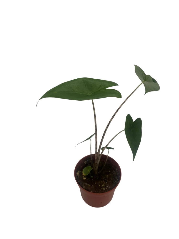 Zebrina Elephant Ear Plant - Alocasia - 2.5" Pot - Houseplant