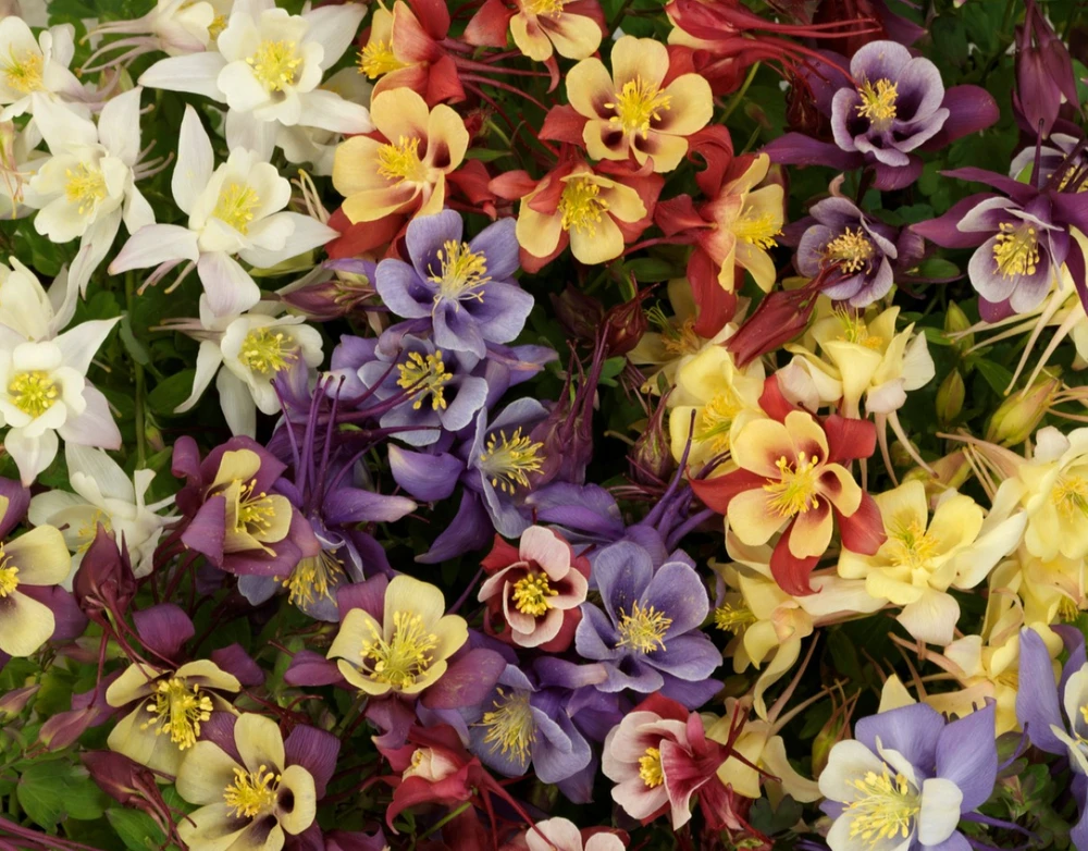 Earlybird Mix Columbine - Aquilegia - Quart Pot - Perennial