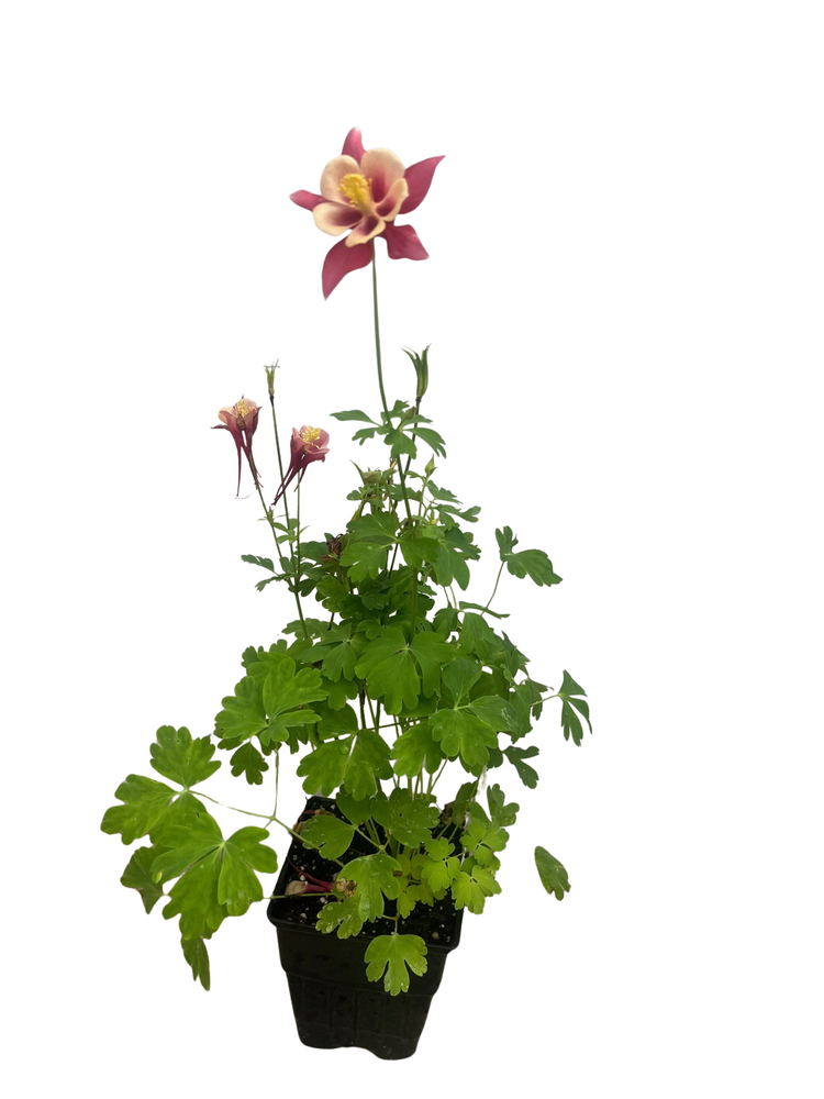 Earlybird Mix Columbine - Aquilegia - Quart Pot - Perennial