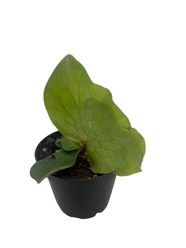 Angola Staghorn Fern - Platycerium elephantotis - 2.5" Pot - Collector's Series