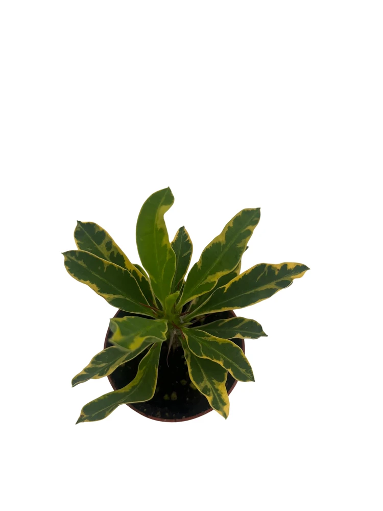 Golden Gem Crown of Thorns Plant -Euphorbia millii - 2.5" Pot