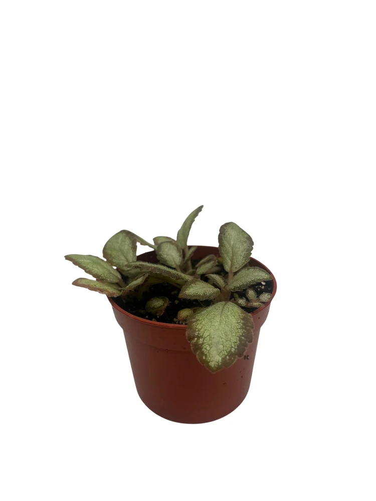 Silver Skies Trailing Flame Violet - Episcia cupreata- 2.5" Pot