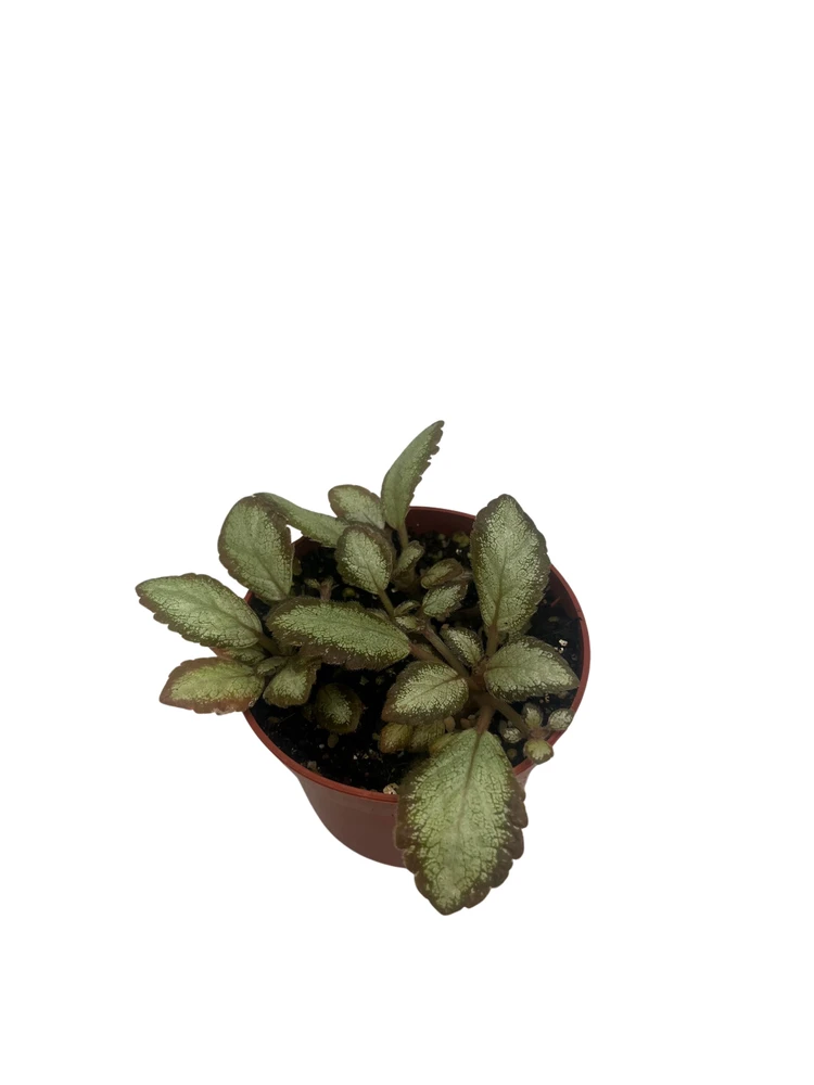 Silver Skies Trailing Flame Violet - Episcia cupreata- 2.5" Pot