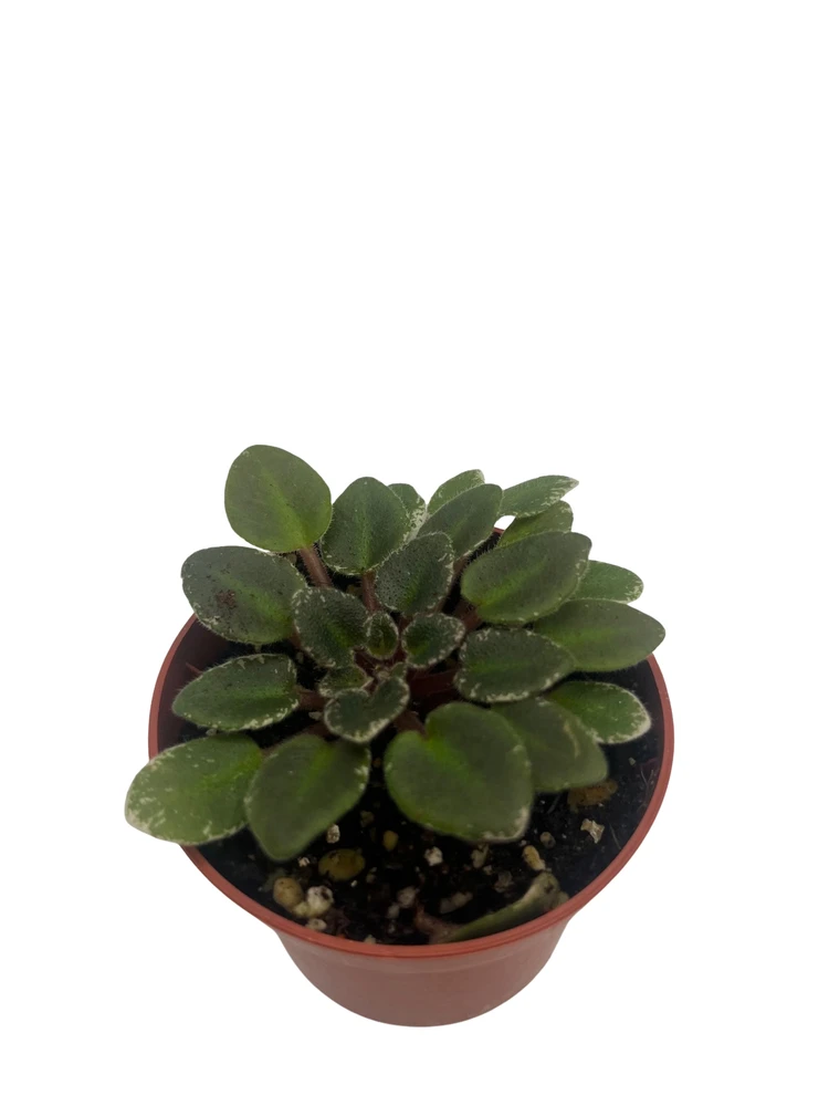 Pink Dove Micro Miniature African Violet - 2.5" Pot - Violet Collector's Series