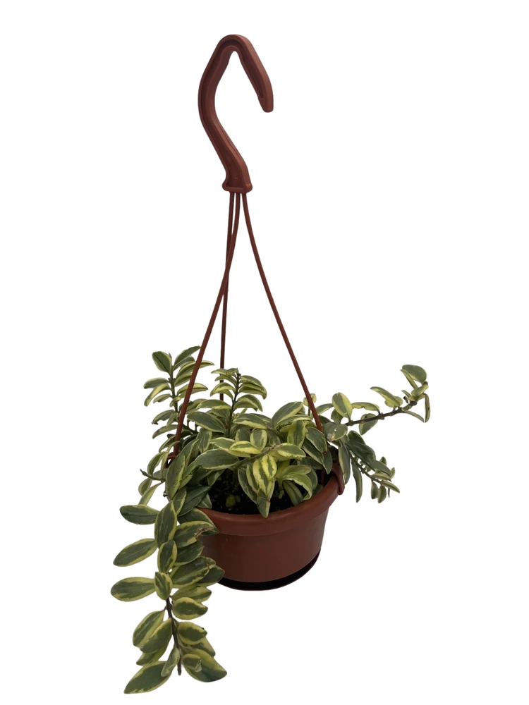 Bolero Bicolor Lipstick Plant - 4" Hanging Basket - Aeschynanthus
