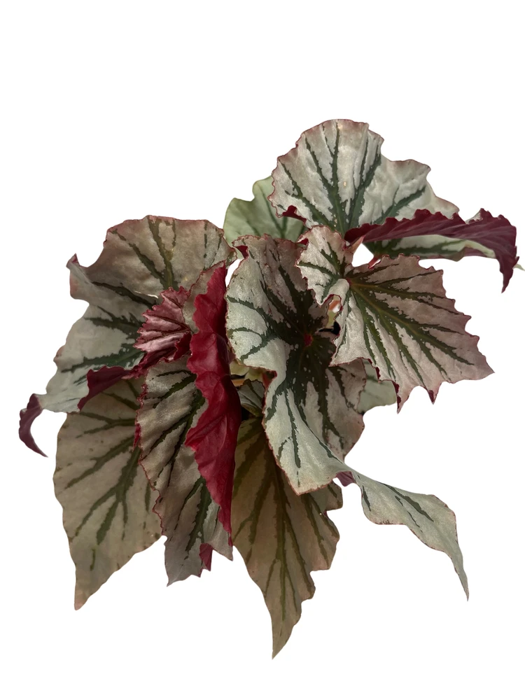 Looking Glass Angel Wing Begonia - 4" Pot - Great Houseplant