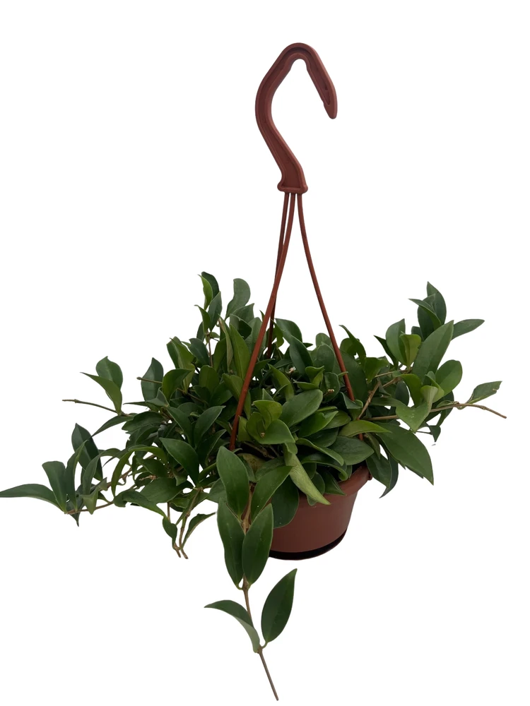 Big Apple Lipstick Plant - Aeschynanthus radicans - 4" Hanging Basket