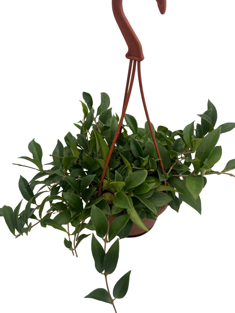 Big Apple Lipstick Plant - Aeschynanthus radicans - 4" Hanging Basket