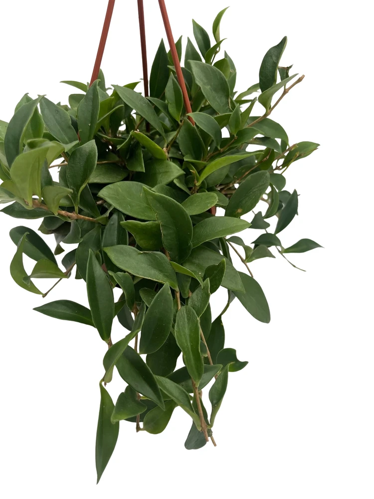 Big Apple Lipstick Plant - Aeschynanthus radicans - 4" Hanging Basket