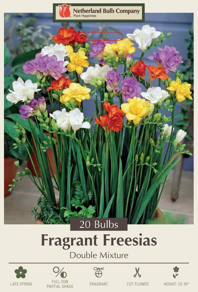 Double Mixed Freesia - Fragrant Freesia- 20 Bulbs - 6/+ cm Bulbs