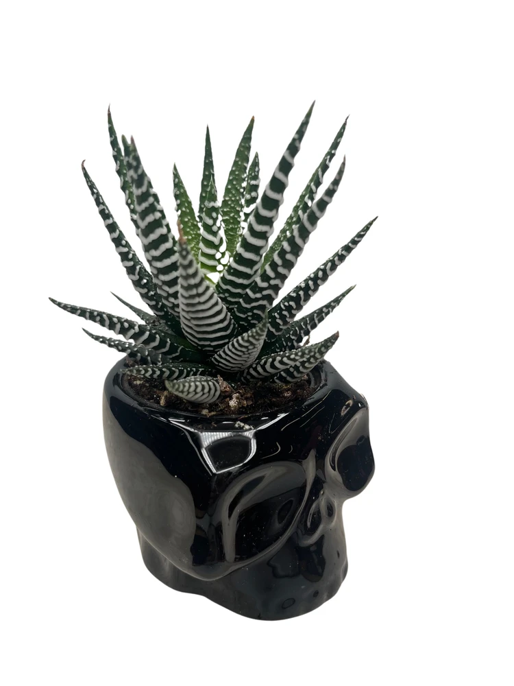 Spooky Black Skull Ceramic Planter with Surprise Haworthia Plant - 2.5" Pot