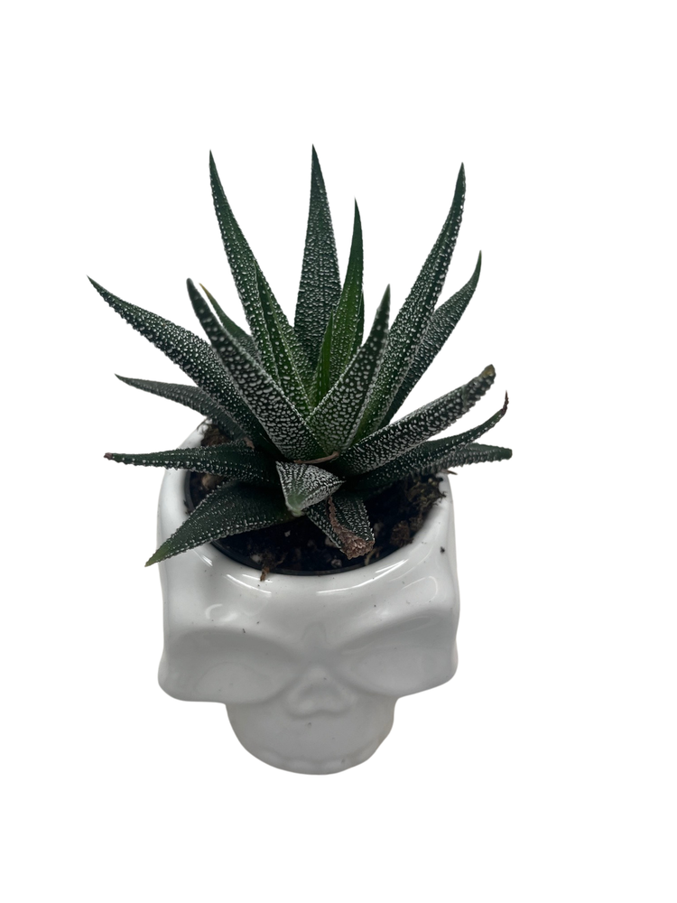 Spooky White Skull Ceramic Planter with Surprise Haworthia Plant - 2.5" pot