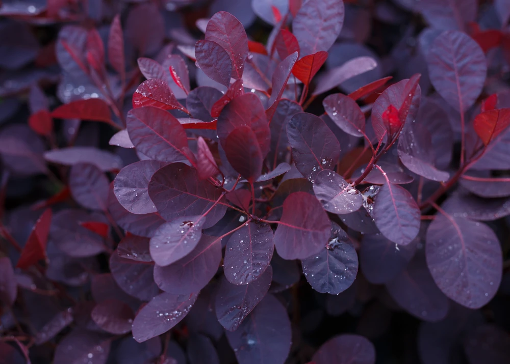 Royal Purple Smoke Bush - Cotinus coggygria - Flowering Shrub - 2.5" Pot