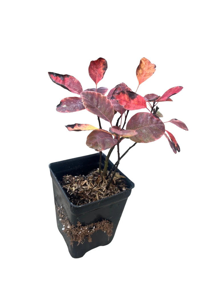 Velveteeny Smoke Bush - Cotinus coggygria - 2.5" Pot