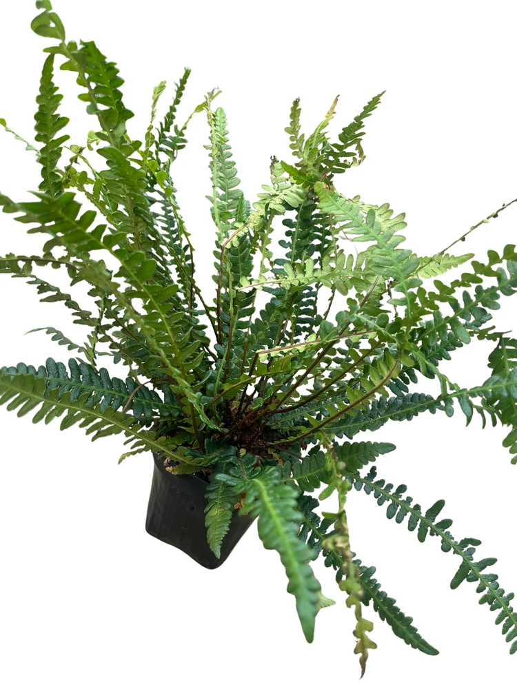 Deer Fern - Blechnum spicant - 4" Pot - Hardy - Shade Lover