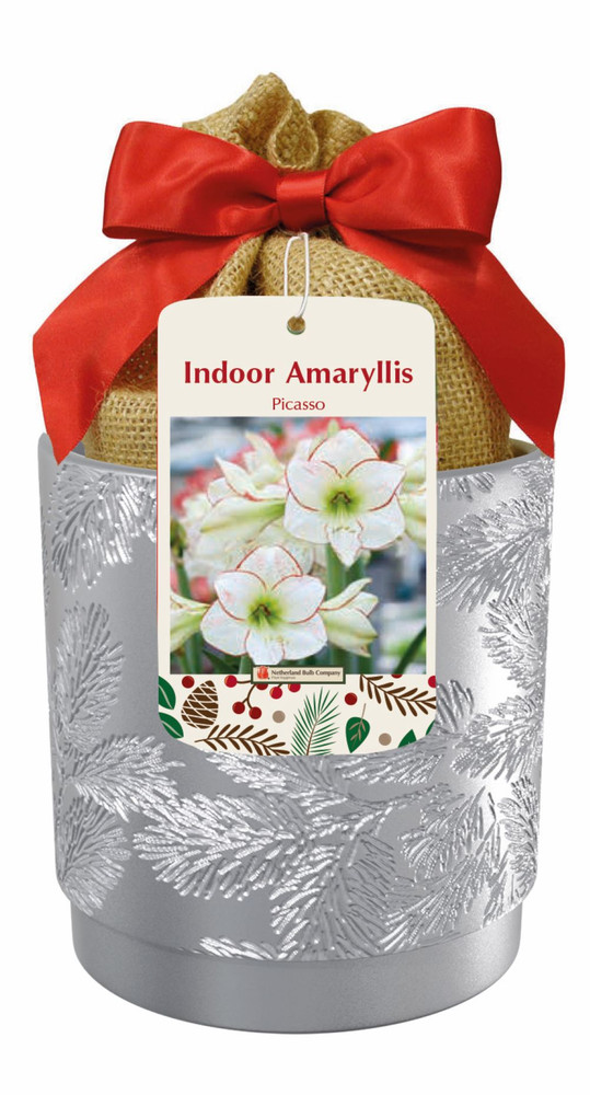 Picasso Silver Ceramic Amaryllis Kit - Bulb/Ceramic Vase/Planting Medium