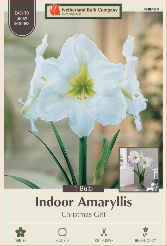 Amaryllis Kit: Christmas Gift + Plastic Pot and Soil - 26/28 cm Bulb