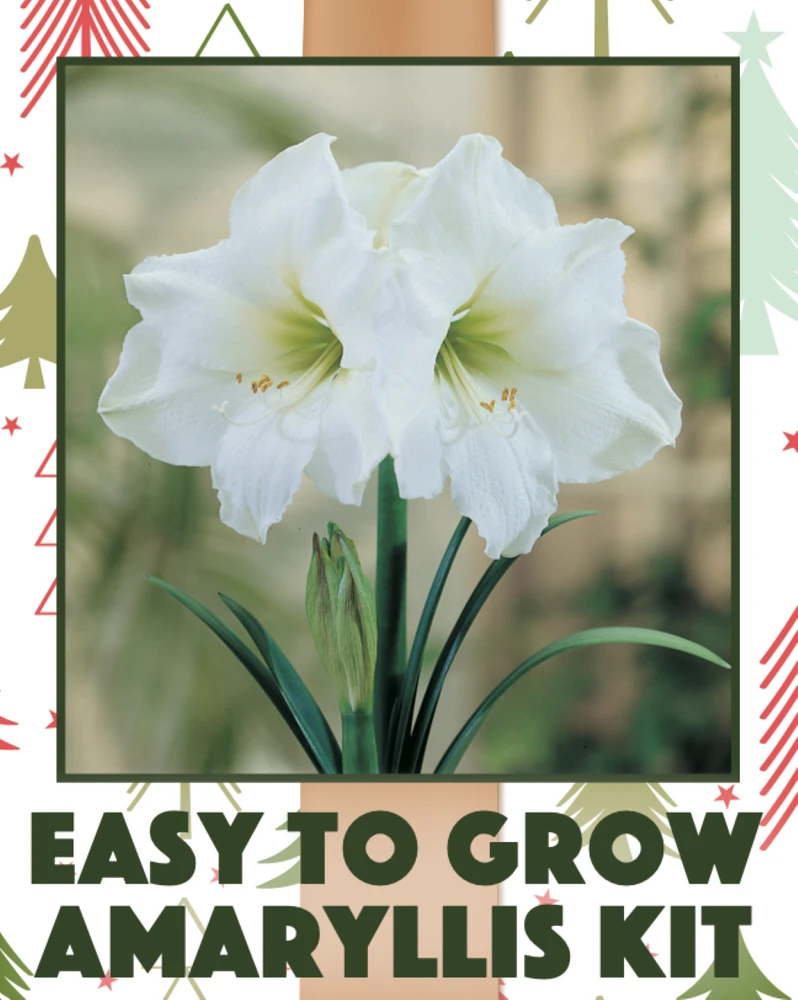 Amaryllis Kit: Christmas Gift + Plastic Pot and Soil - 26/28 cm Bulb